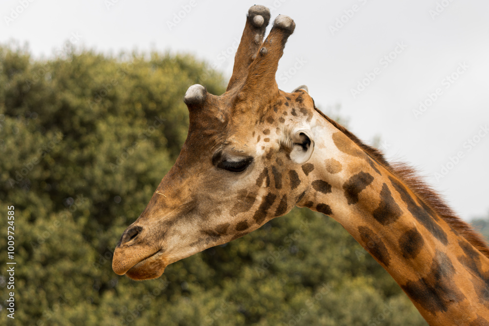 Giraffe with Prominent Brown Spots and Ossicones in Natural Setting Giraffe with Prominent Brown Spots and Ossicones in Natural Setting