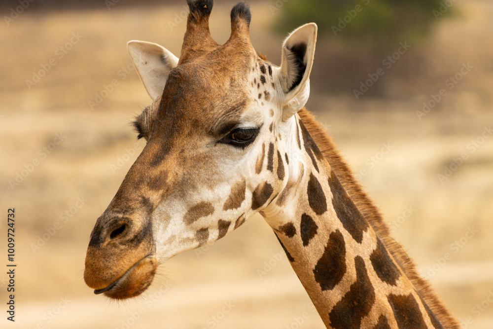Obraz premium Giraffe with Prominent Brown Spots and Ossicones in Savanna