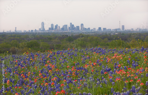 Bluebonnets On Hillside With Dallas Skyline In Background