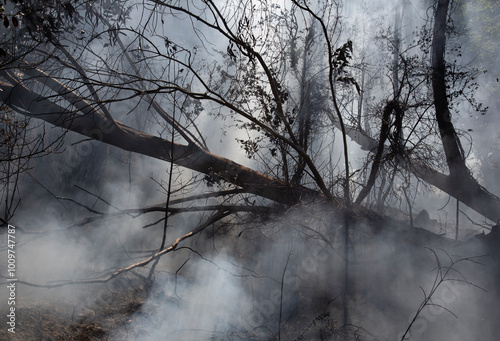 Smoke in the forest from a forest fire in Galicia