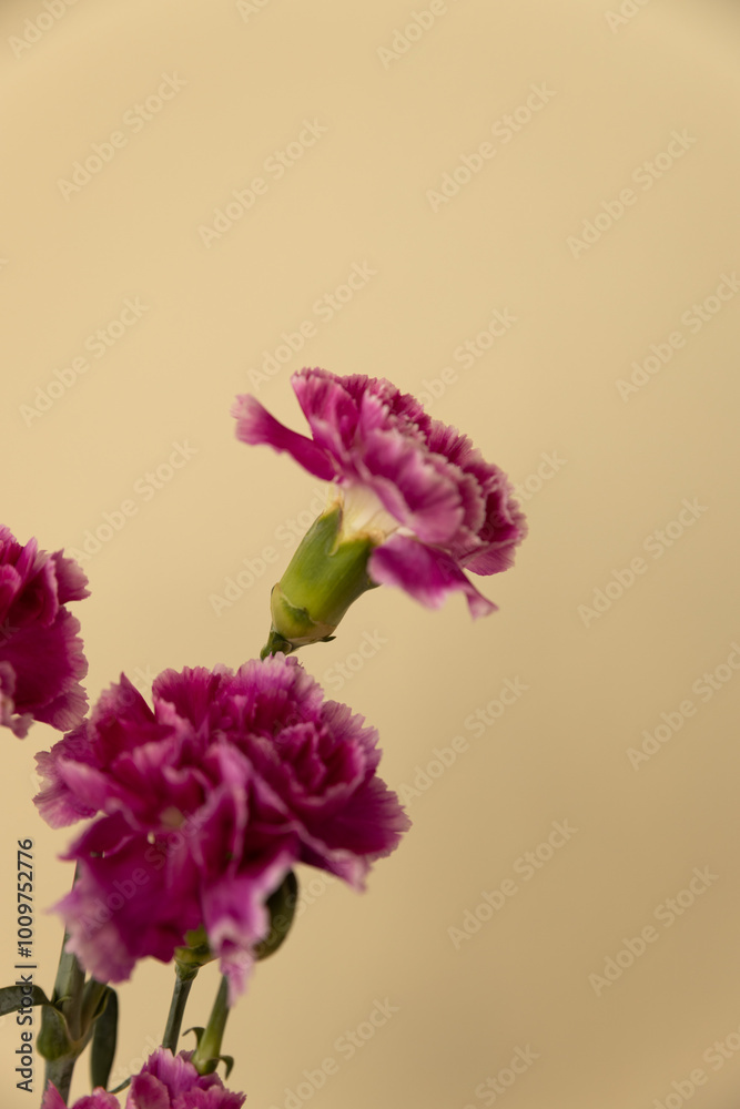 Fototapeta premium pink flowers in a vase