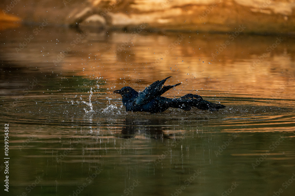 Fototapeta premium great tailed grackle black bird in Costa Rica 
