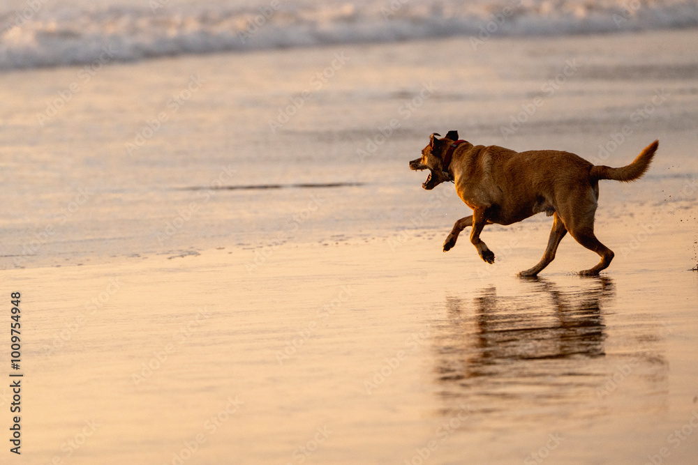 dogs playing and having fun at the beach during golden hour dogs playing and having fun at the beach during golden hour