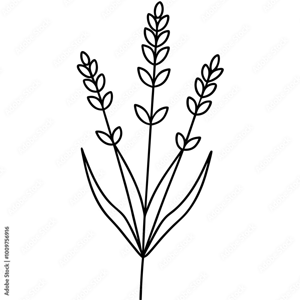Fototapeta premium Tall Slender Stem Lavender Sprig Vector Illustration for Floral Designs 