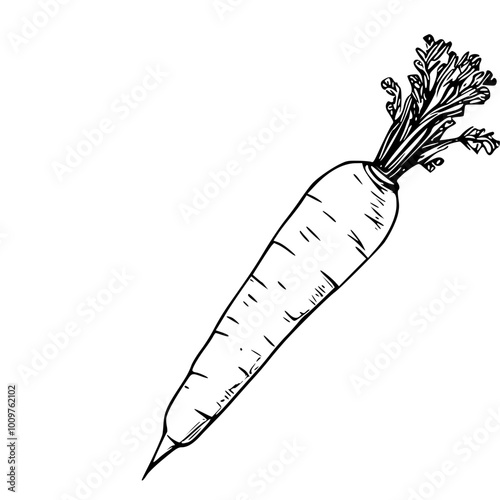 Carrot