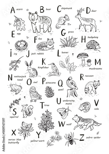 Wallpaper Mural Animals alphabet set. Vector line illustration with forest animals. English alphabet. Torontodigital.ca