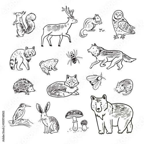 Set of forest animals. Hand drawn vector illustration in sketch style. photo