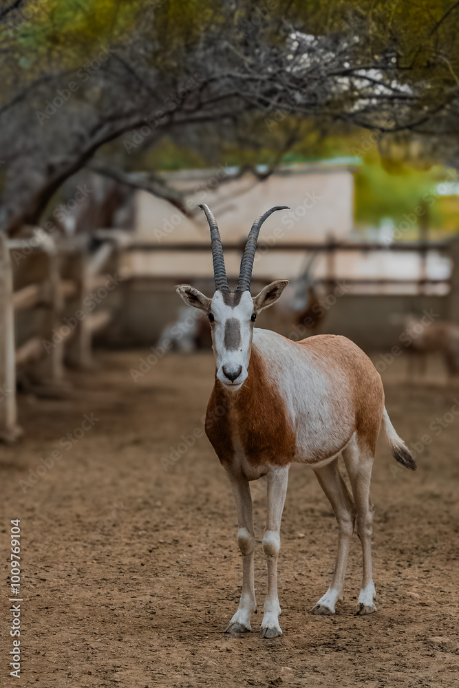 Scimitar oryx, Oryx dammah, also known as the scimitar-horned oryx and the Sahara oryx Scimitar oryx, Oryx dammah, also known as the scimitar-horned oryx and the Sahara oryx