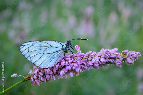 White butterfly wet by the morning dew.