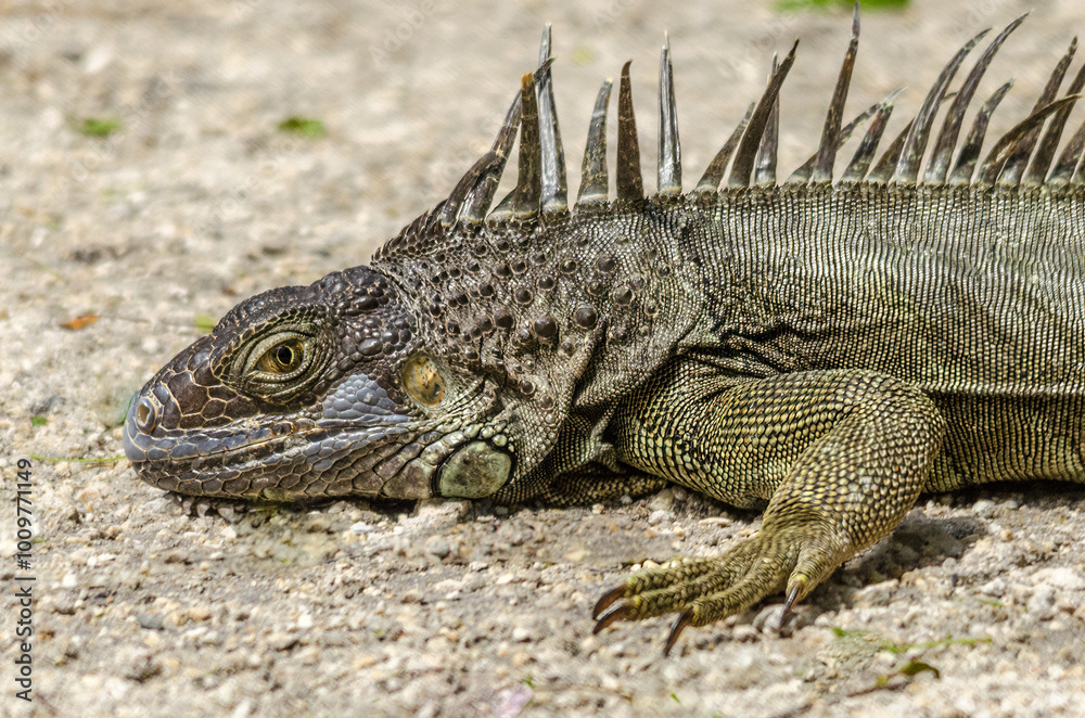 Fototapeta premium iguana on the rocks