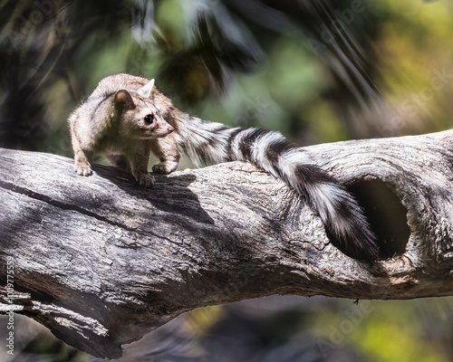 ringtail on tree