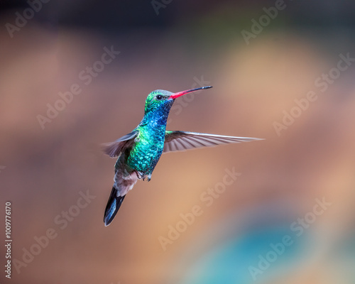 hummingbird in flight photo