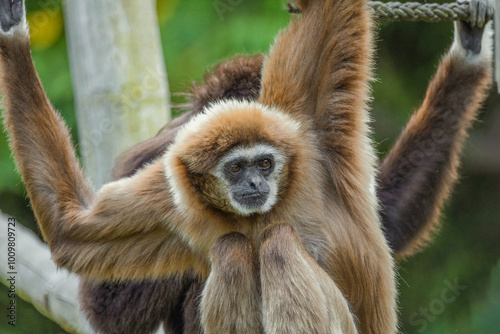 lar gibbon white-handed gibbon, an endangered primate in the gibbon family