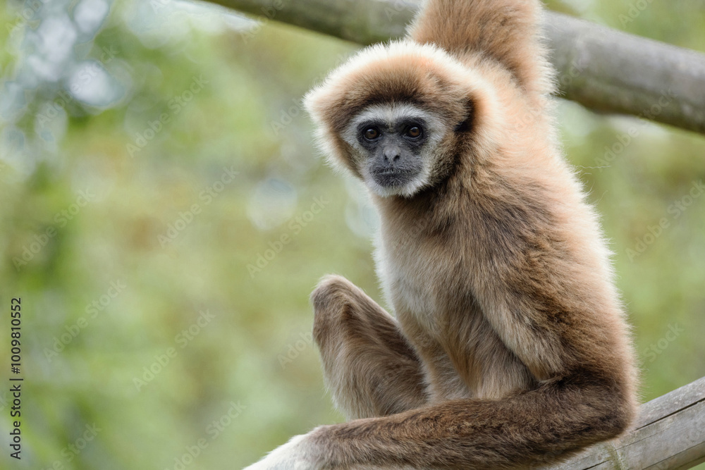 lar gibbon white-handed gibbon, an endangered primate in the gibbon family lar gibbon white-handed gibbon, an endangered primate in the gibbon family