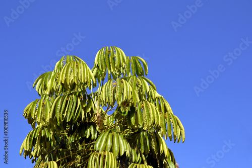 Schefflera Actinophylla flowering plant tree photo