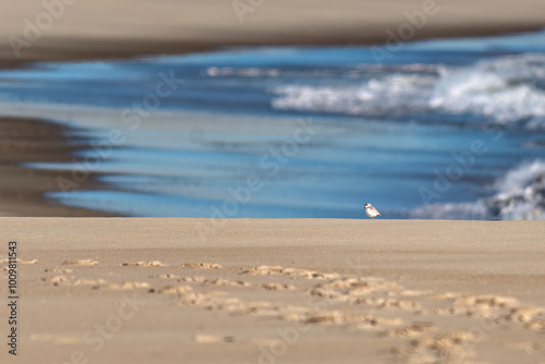 plover on the beach photo