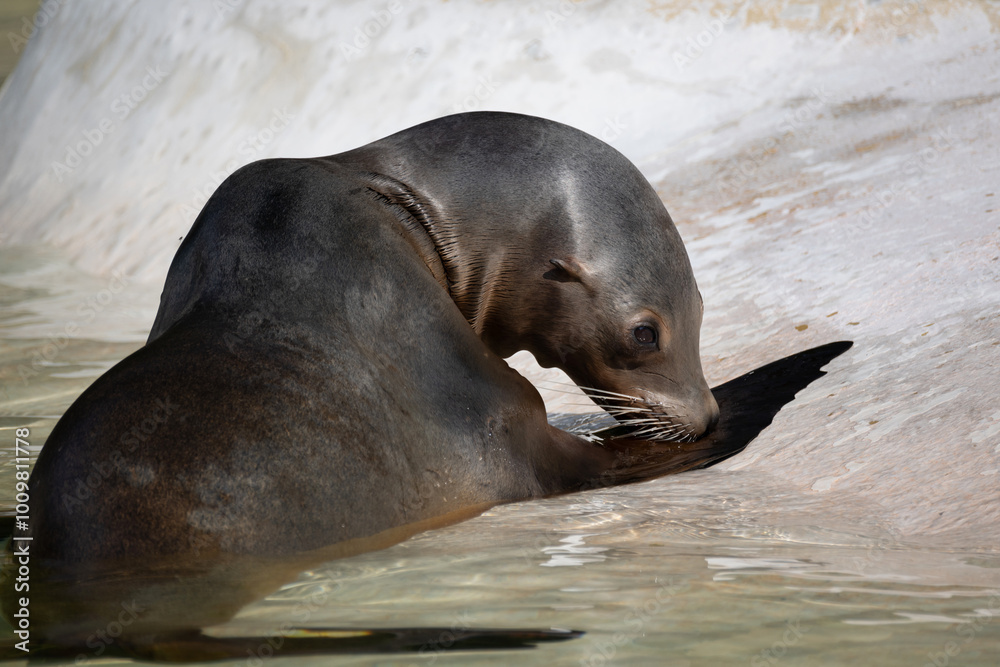 Obraz premium fur seal on the shore, selective focus