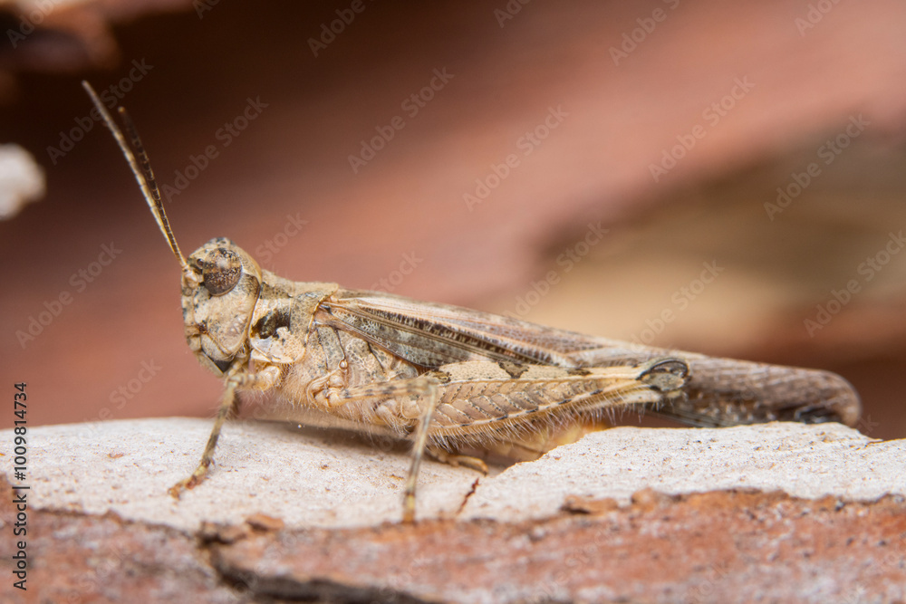 Close-up of a grasshopper on a stone surface Close-up of a grasshopper on a stone surface