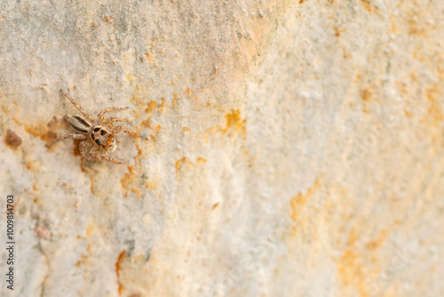 Close-up of a jumping spider on a textured surface