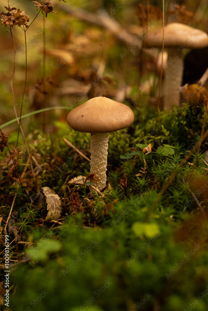 Serene Swedish forest scene with wild mushrooms Serene Swedish forest scene with wild mushrooms