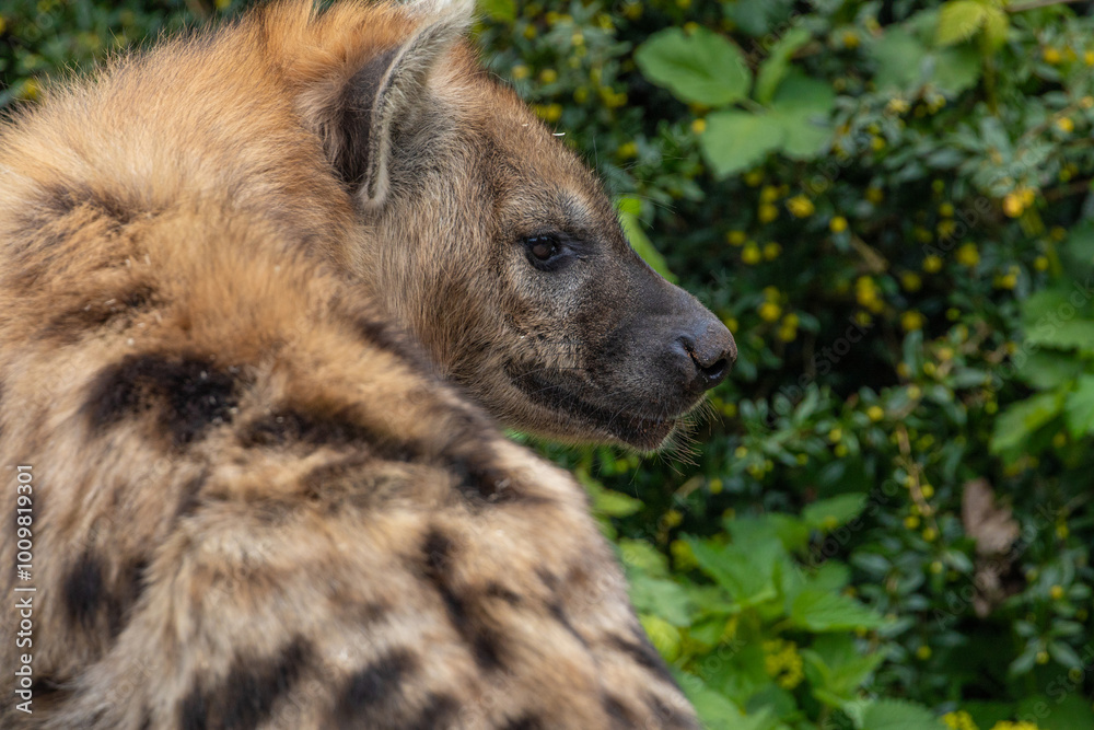 portrait of spotted hyena selective focus in detail. portrait of spotted hyena selective focus in detail.
