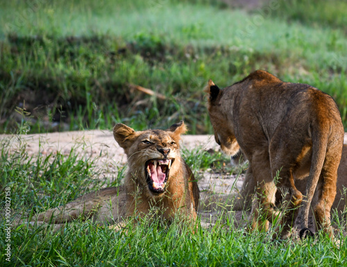 Lion cubs growling