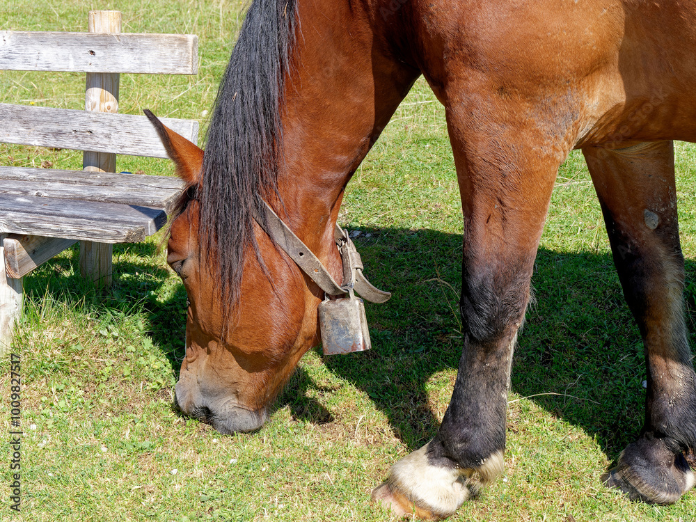 Horse with a bell around its neck eating on a mountain meadow. Horse with a bell around its neck eating on a mountain meadow.