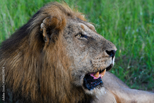 Male lion staring