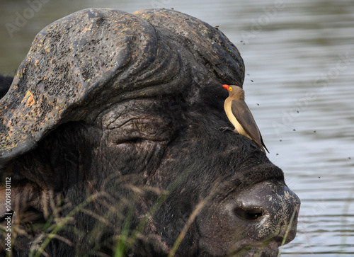 Buffalo with Oxpecker on face