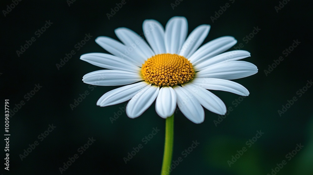 Fototapeta premium A yellow-centered white flower perches on a green stem against a dark green backdrop