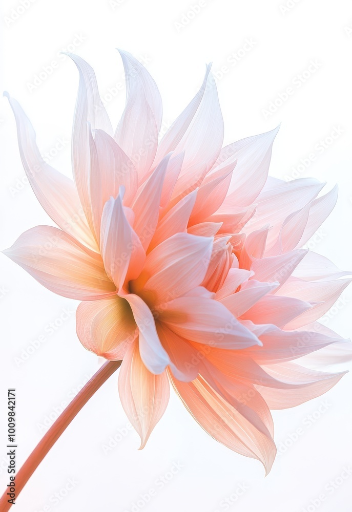 Fototapeta premium single pale pink dahlia flower, its petals delicate and intricate against the stark background