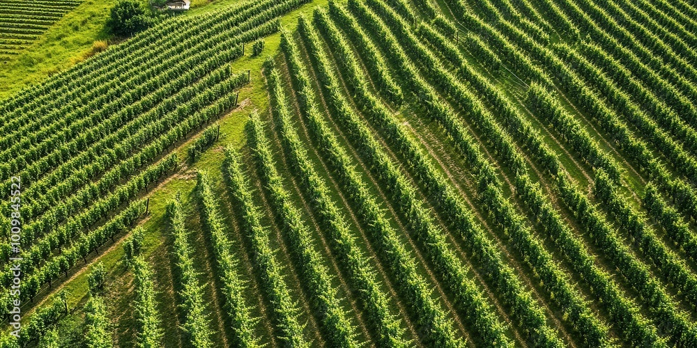 Aerial view of lush vineyard rows, showcasing agricultural patterns and green landscape. Aerial view of lush vineyard rows, showcasing agricultural patterns and green landscape.