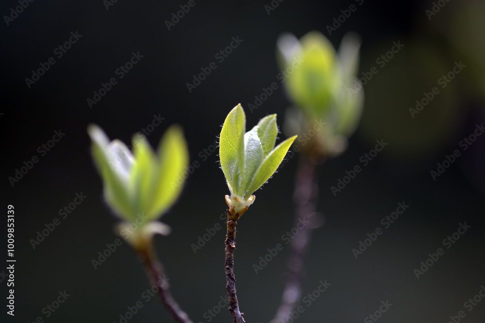 新芽 発芽 新芽 発芽
