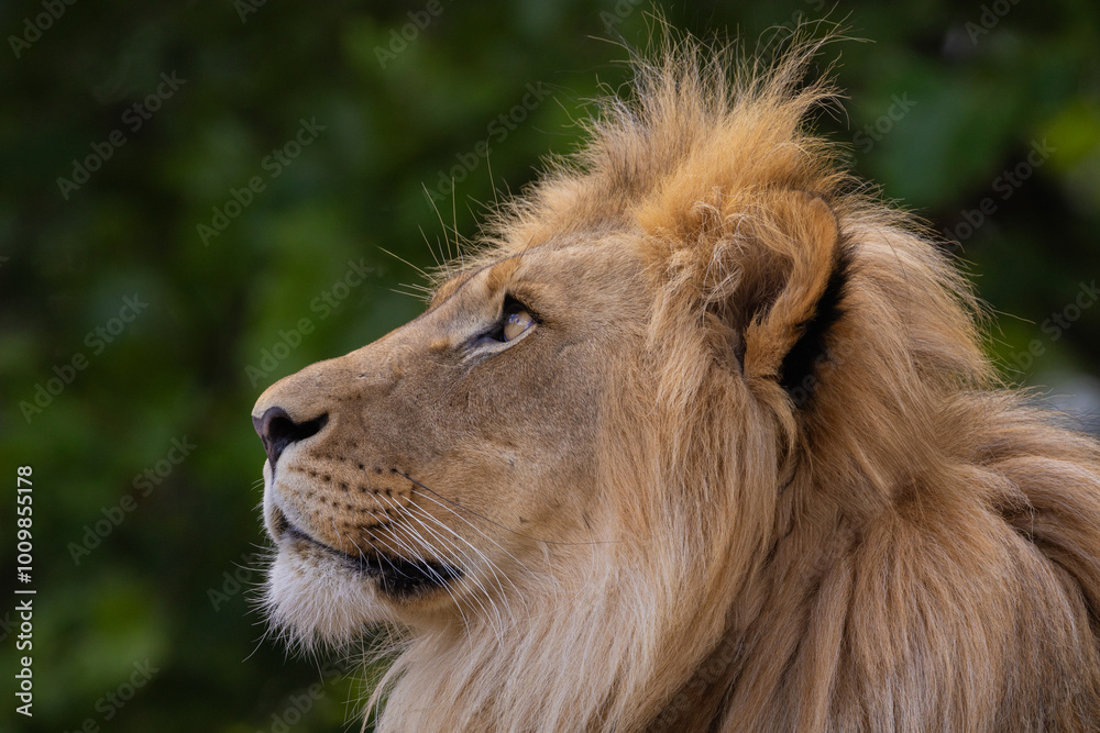 close-up image of a lion's head. expression is calm and majestic close-up image of a lion's head. expression is calm and majestic