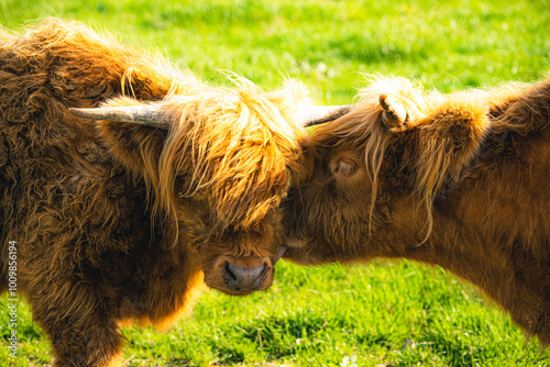 kissing cows