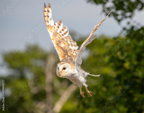 owl in flight