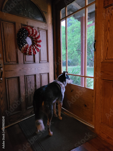 Dog waiting