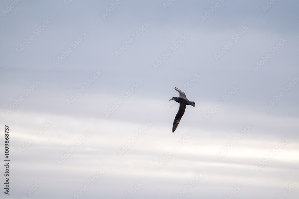 Shearwater, single bird in flight at Southern Ocean Shearwater, single bird in flight at Southern Ocean