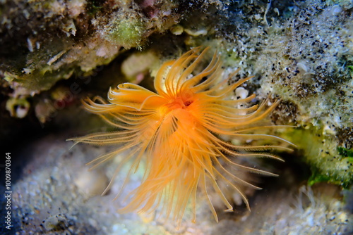 Polychaeta Smooth tubeworm or red-spotted horseshoe (Protula tubularia) undersea, Aegean Sea, Greece, Halkidiki, Pirgos beach photo