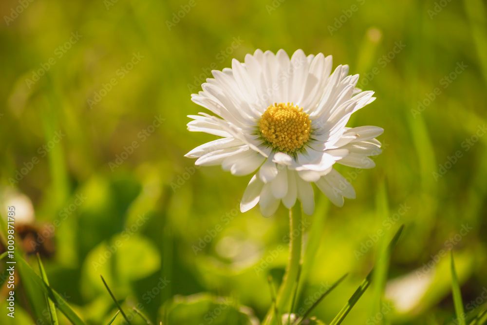 A vibrant daisy basks in sunlight amidst green grass, symbolizing purity and new beginnings A vibrant daisy basks in sunlight amidst green grass, symbolizing purity and new beginnings