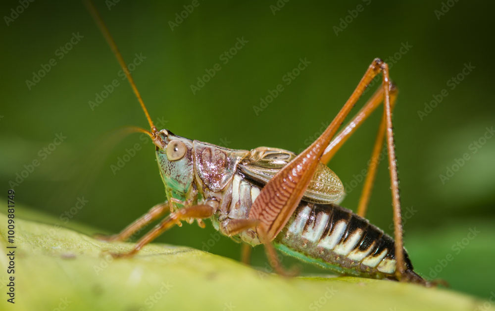 close up of a grasshopper on a leaf close up of a grasshopper on a leaf