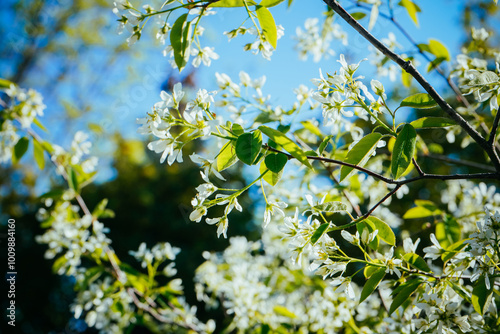 Branches with beautiful and light-colored Apple tree blossoms in a springtime garden. Macro natural background. Spring blossom background. White apple blossom. photo