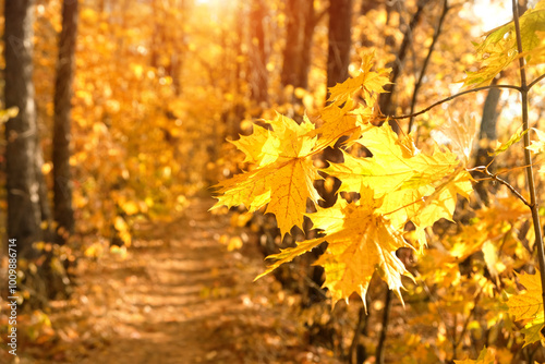 autumn nature background. beautiful bright yellow maple leaves on abstract sunny backdrop. symbol of golden fall season. autumn forest landscape. template for design.