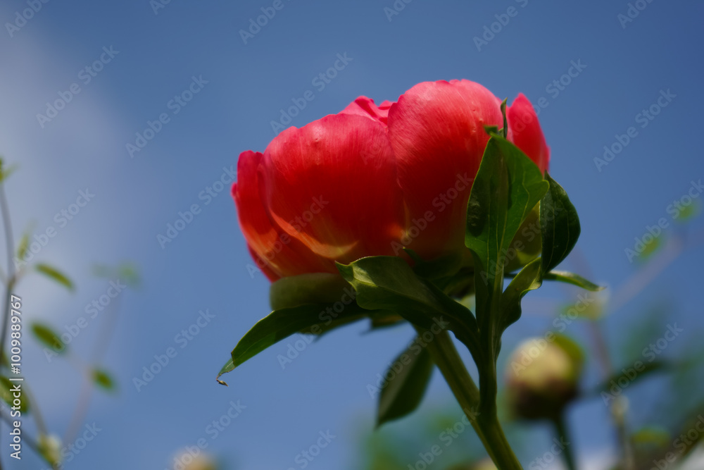 Pink fresh peonies. Blooming red peony in a flower garden. Purple flower blooming in the garden. Colorful pink peony on sky background. Pink fresh peonies. Blooming red peony in a flower garden. Purple flower blooming in the garden. Colorful pink peony on sky background.