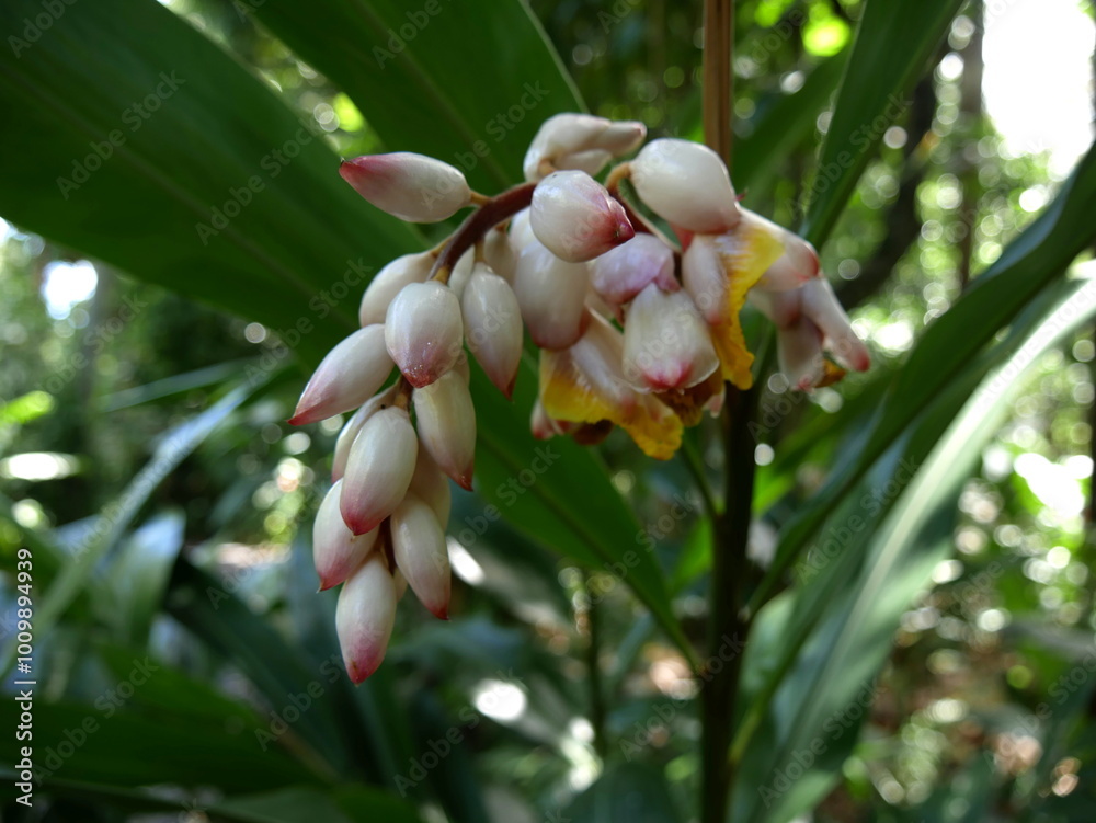 Alpinia zerumbet flowers or shell ginger flower close up in the jungle Alpinia zerumbet flowers or shell ginger flower close up in the jungle