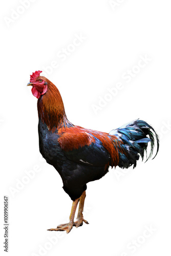 Majestic Rooster Close-Up Highlighting Vibrant Feathers
