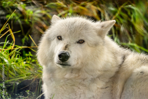 white wolfs curiosity 