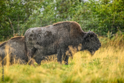 where the buffallo roam 