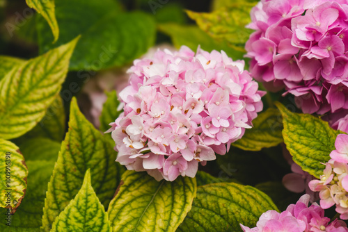 Pink hydrangea flowers in the garden with blurred bokeh background. Purple Hydrangea flower in a garden. photo