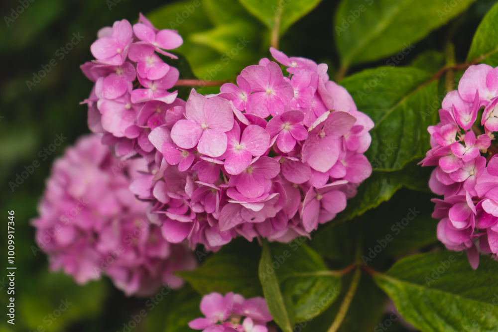 Beautiful purple flowers that bloomed in early summer. Hydrangea flower blooming in spring and summer in a garden Ukraine . Close-up purple hydrangea or hortensia flower. Beautiful purple flowers that bloomed in early summer. Hydrangea flower blooming in spring and summer in a garden Ukraine . Close-up purple hydrangea or hortensia flower.